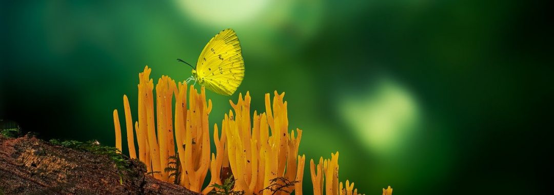 forest, butterfly, nature-7351570.jpg