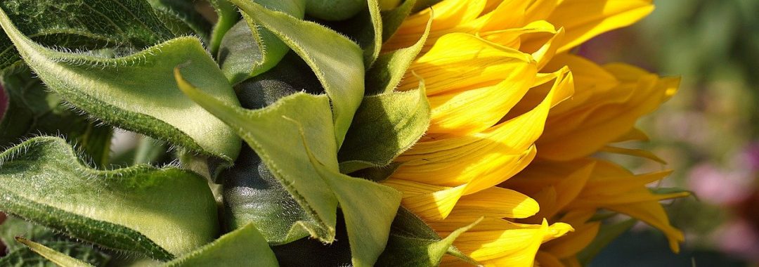 sunflower, flower, yellow flower-7351508.jpg
