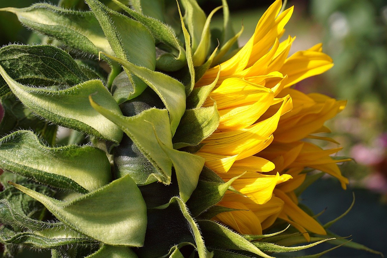 sunflower, flower, yellow flower-7351508.jpg